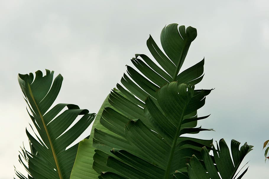 Close Up Photography Of Banana Leaf During Stormy Sky, - Banana Leaf Print , HD Wallpaper & Backgrounds