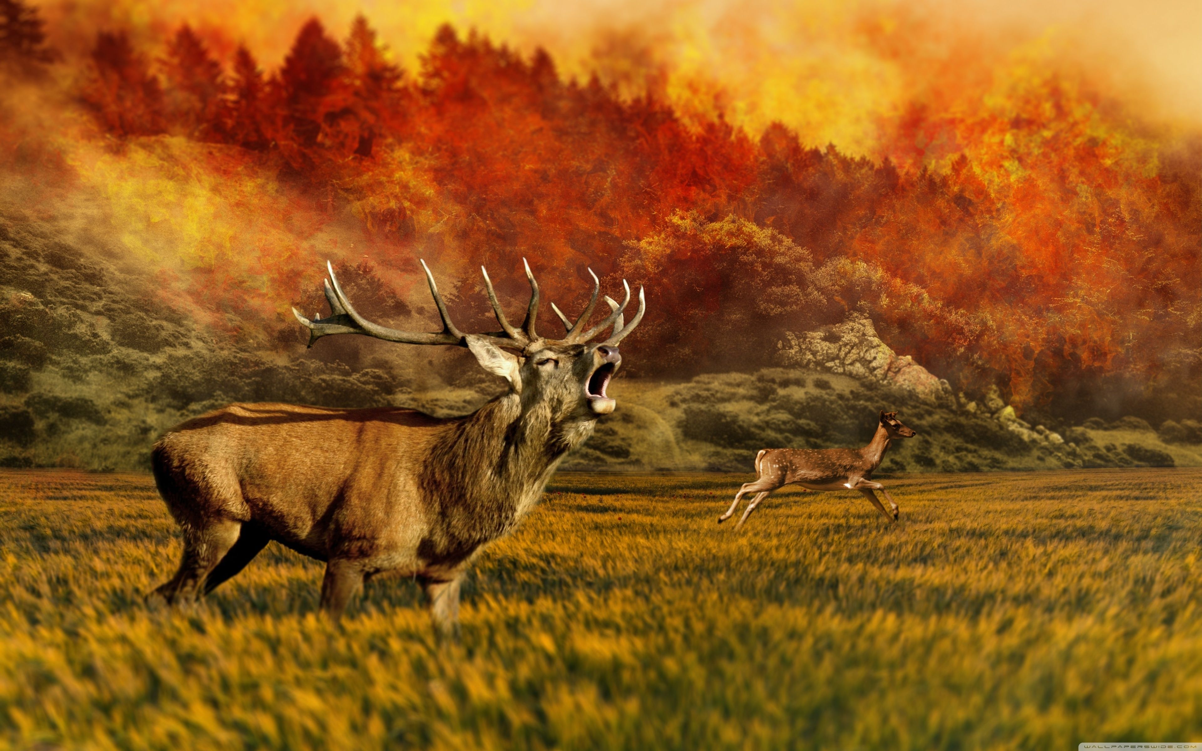 50 Hunter Wildlife Wallpapers Download At Wallpaperbro - Thehunter Call Of The Wild , HD Wallpaper & Backgrounds