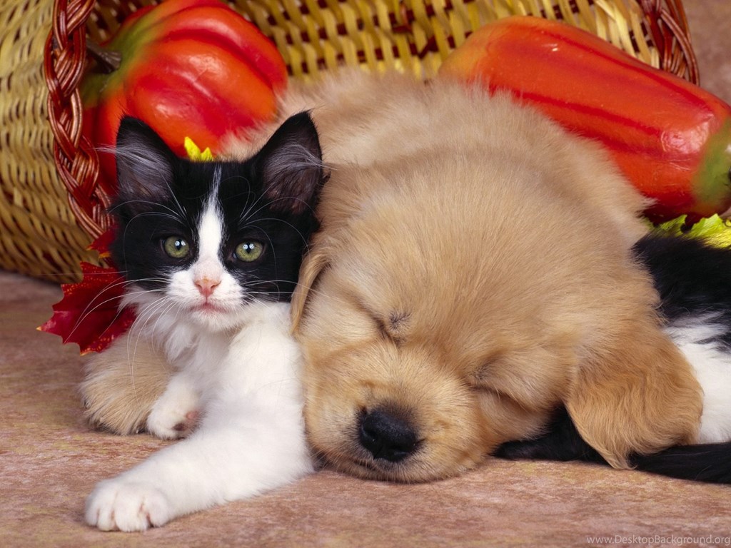 Cat And Dog Wallpapers Space Elephant - Cute Cat And Puppy , HD Wallpaper & Backgrounds