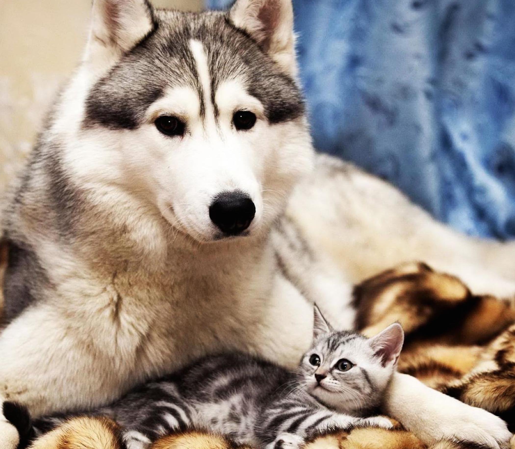 Siberian Cat And Siberian Husky , HD Wallpaper & Backgrounds