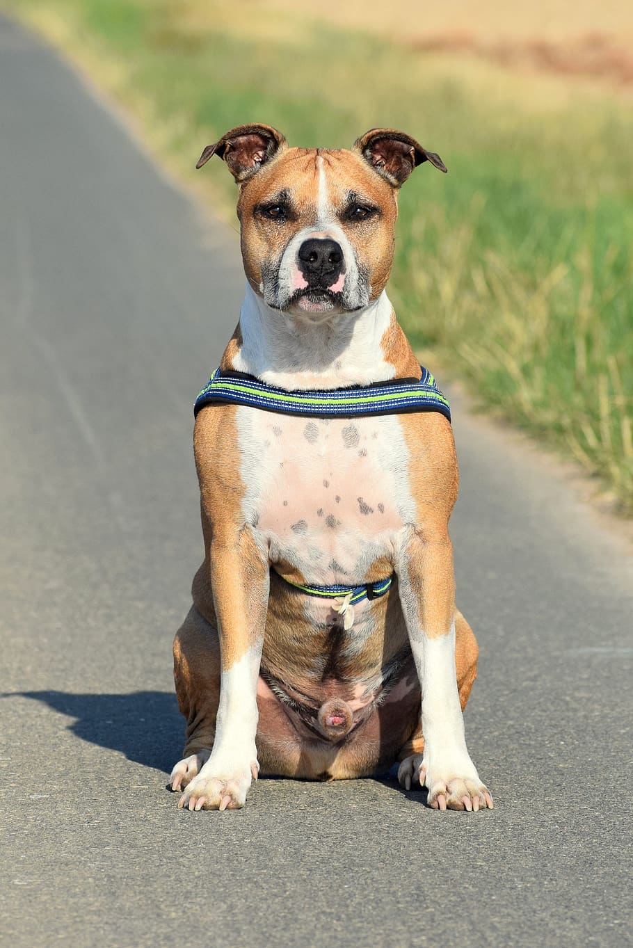 American Staffordshire Terrier, Amstaff, Pitbull, Dog, - Amstaff Pitbull , HD Wallpaper & Backgrounds
