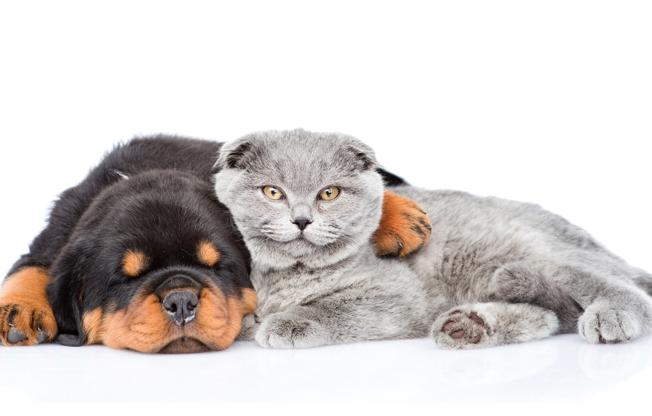 Photo Wallpaper Sleeping, Rottweiler, Animals, White - British Shorthair And Dog , HD Wallpaper & Backgrounds