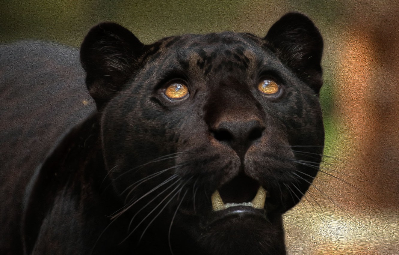 Photo Wallpaper Face, Predator, Jaguar, Wild - Jaguar , HD Wallpaper & Backgrounds