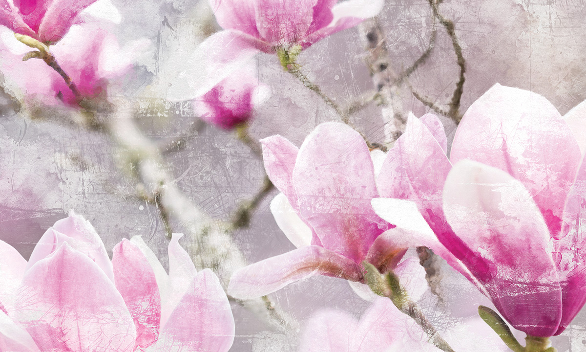 Chinese Magnolia , HD Wallpaper & Backgrounds