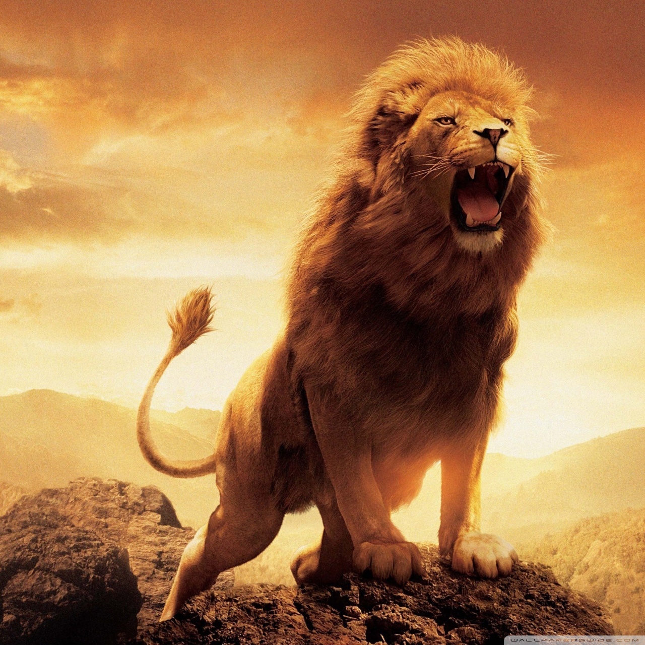 Roaring Wallpaper Lion , HD Wallpaper & Backgrounds