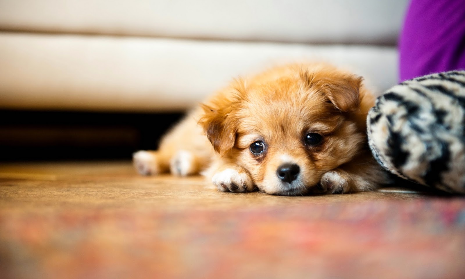 Puppy Photography 1080p Wallpapers Hd Wallpapers High - Puppies Hd Wallpapers 1080p , HD Wallpaper & Backgrounds