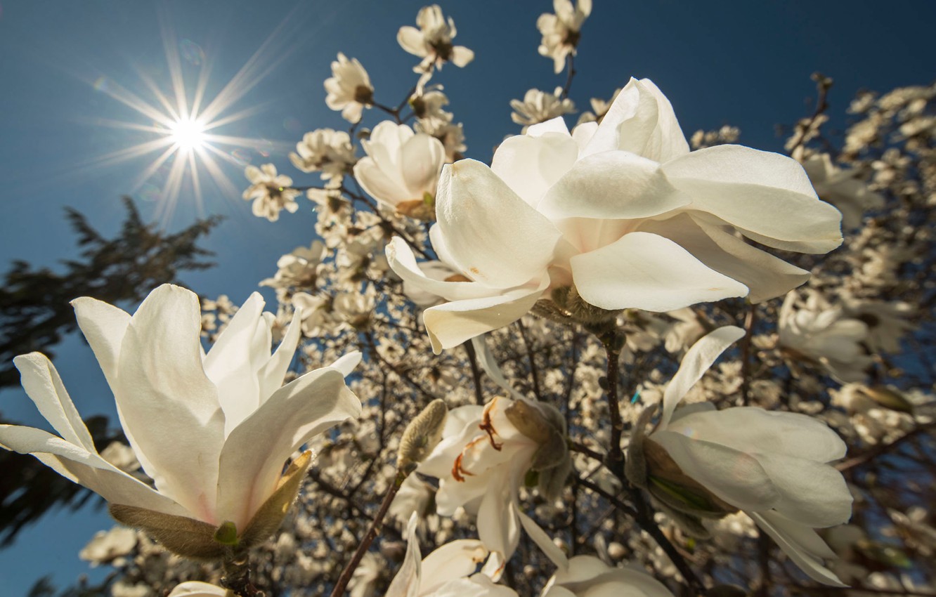 Photo Wallpaper Flowers, Branches, Background, Beauty, - Chinese Magnolia , HD Wallpaper & Backgrounds