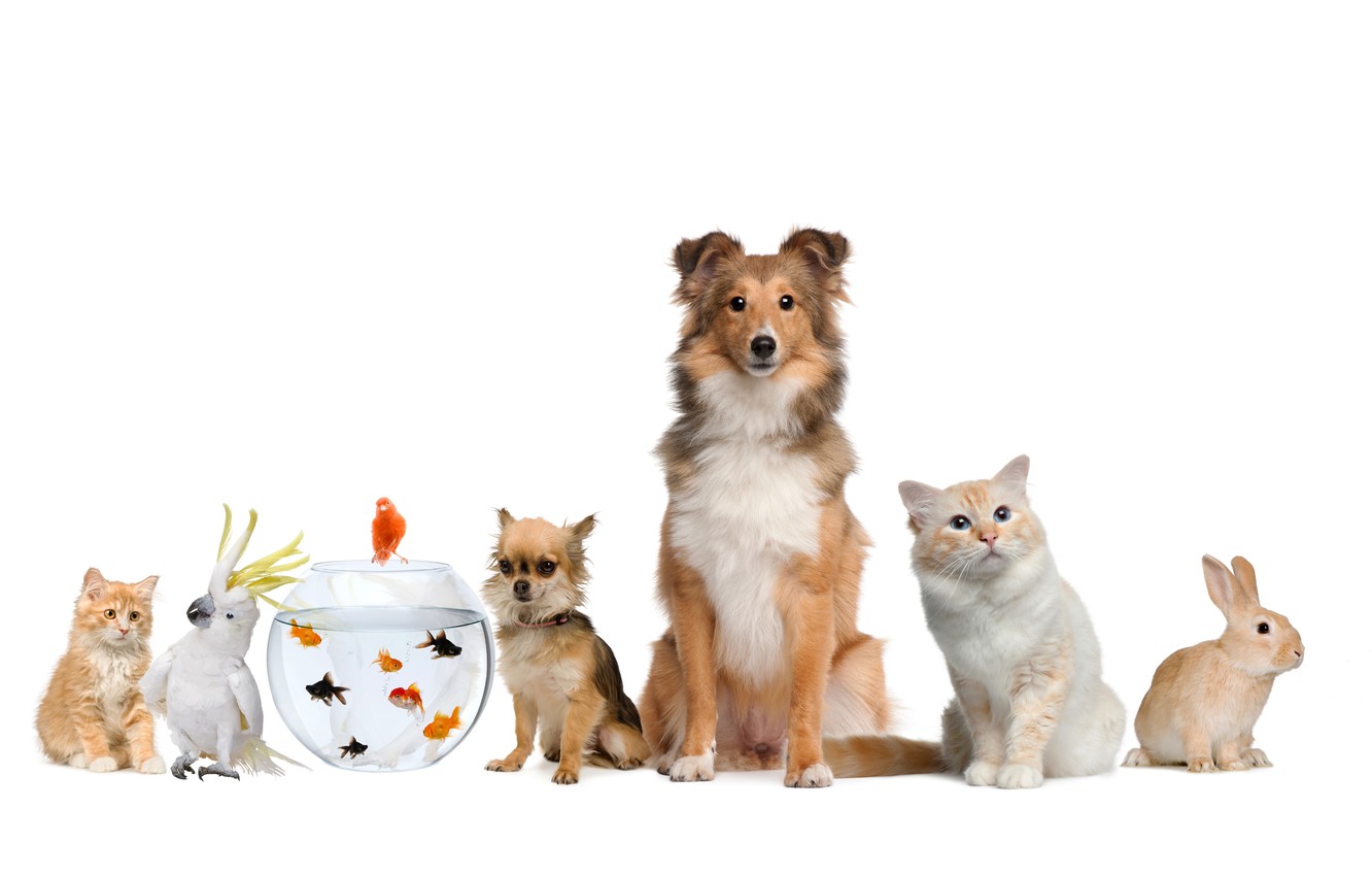 Photo Wallpaper Cat, Fish, Dog, Rabbit, Parrot, Parrot, - Cat Dog And Rabbit , HD Wallpaper & Backgrounds