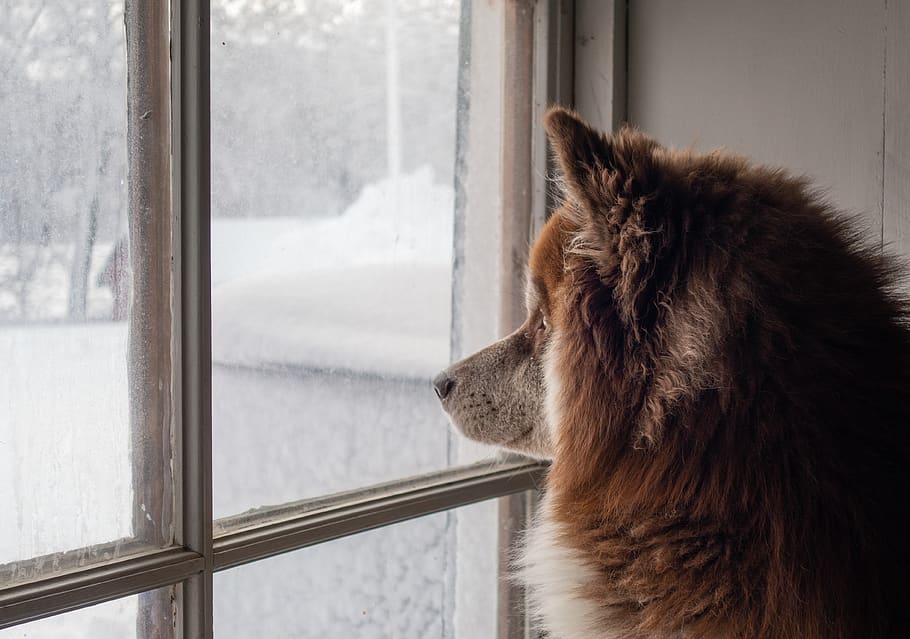 Pet, Dog, Window, Animal, Canine, Mammal, Husky, Cat, - Winter Dog Window , HD Wallpaper & Backgrounds