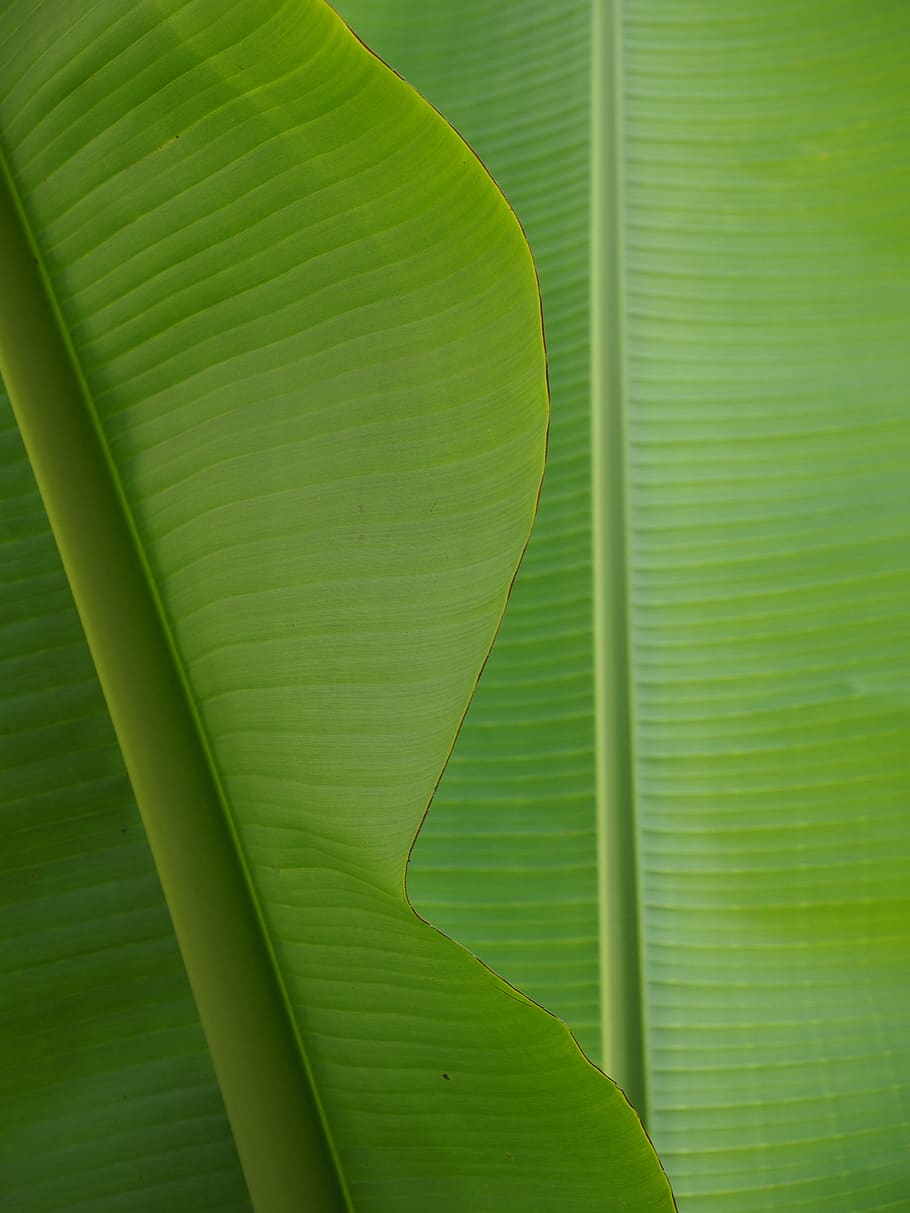 Banana Leaf, Green, Exotic, Green Color, Plant Part, - Banana Leaf Tree 8k , HD Wallpaper & Backgrounds
