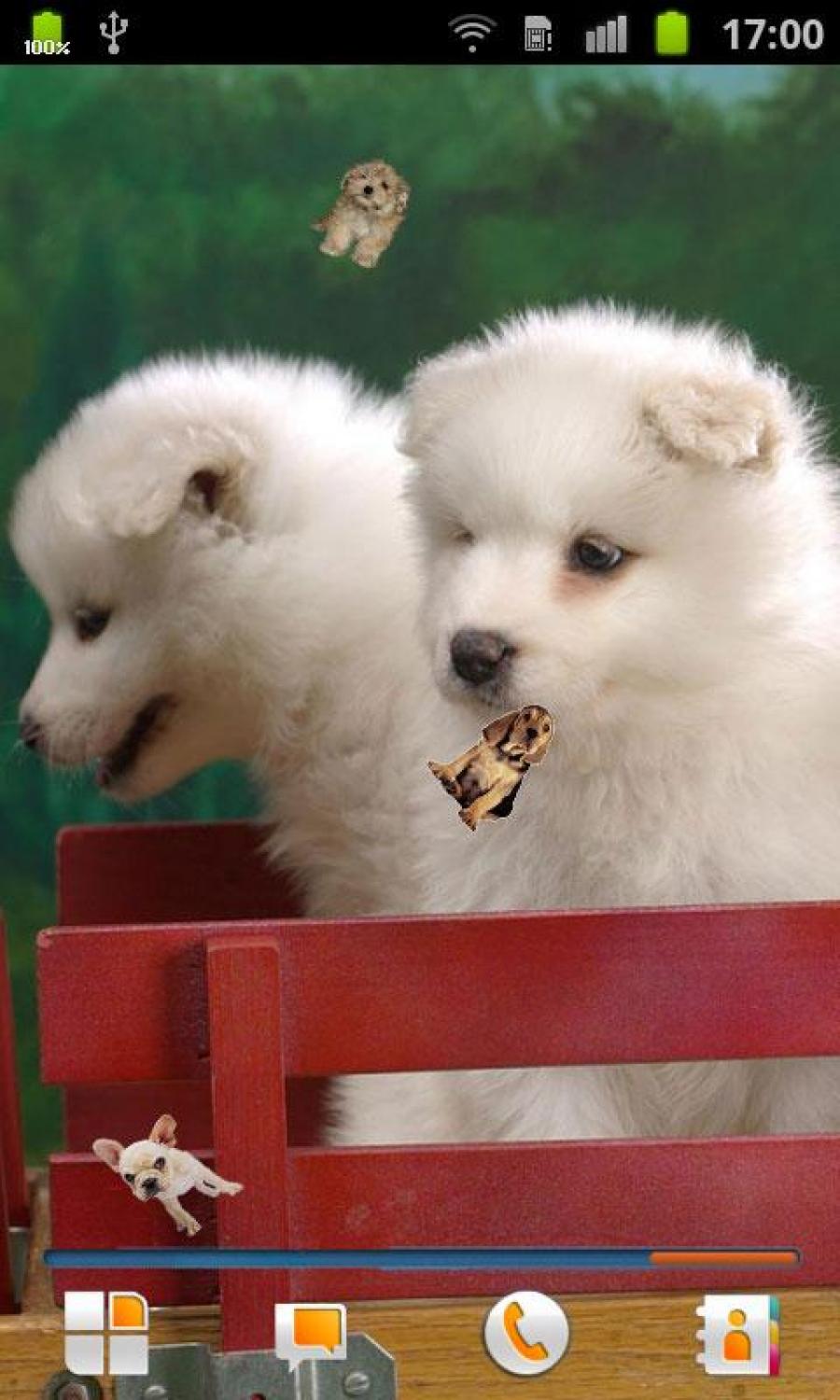 Samoyed Puppies , HD Wallpaper & Backgrounds