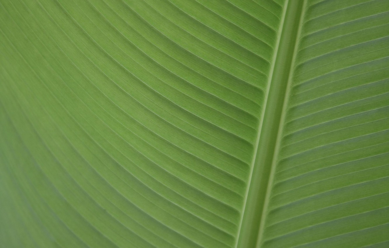 Photo Wallpaper Banana, Leaf, Banana Leaf, Palmengarten - Ensete , HD Wallpaper & Backgrounds