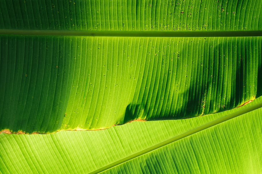 Banana Leaves, Low Angle Photo Of Banana Leaves, Leaf, - Banana Leaf , HD Wallpaper & Backgrounds