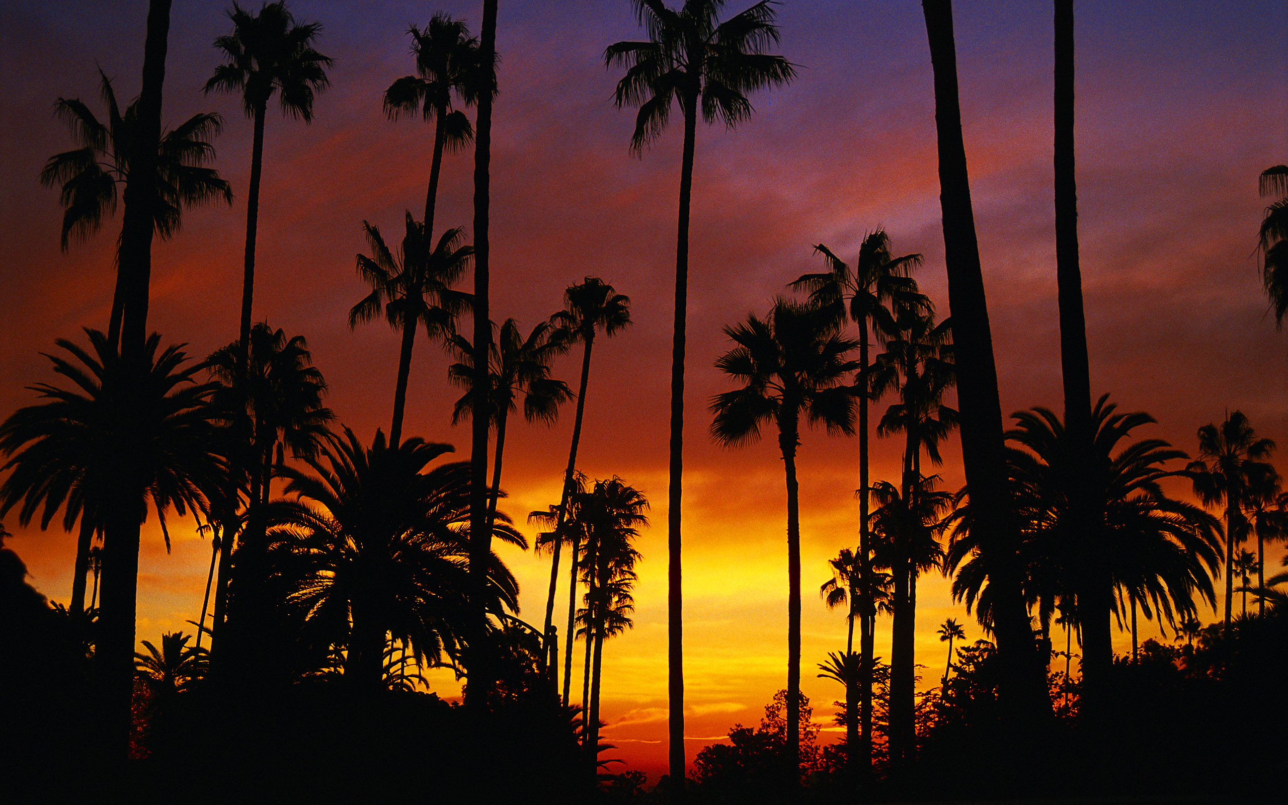 California Wallpaper For Background Px, - Palm Trees California Sunset , HD Wallpaper & Backgrounds