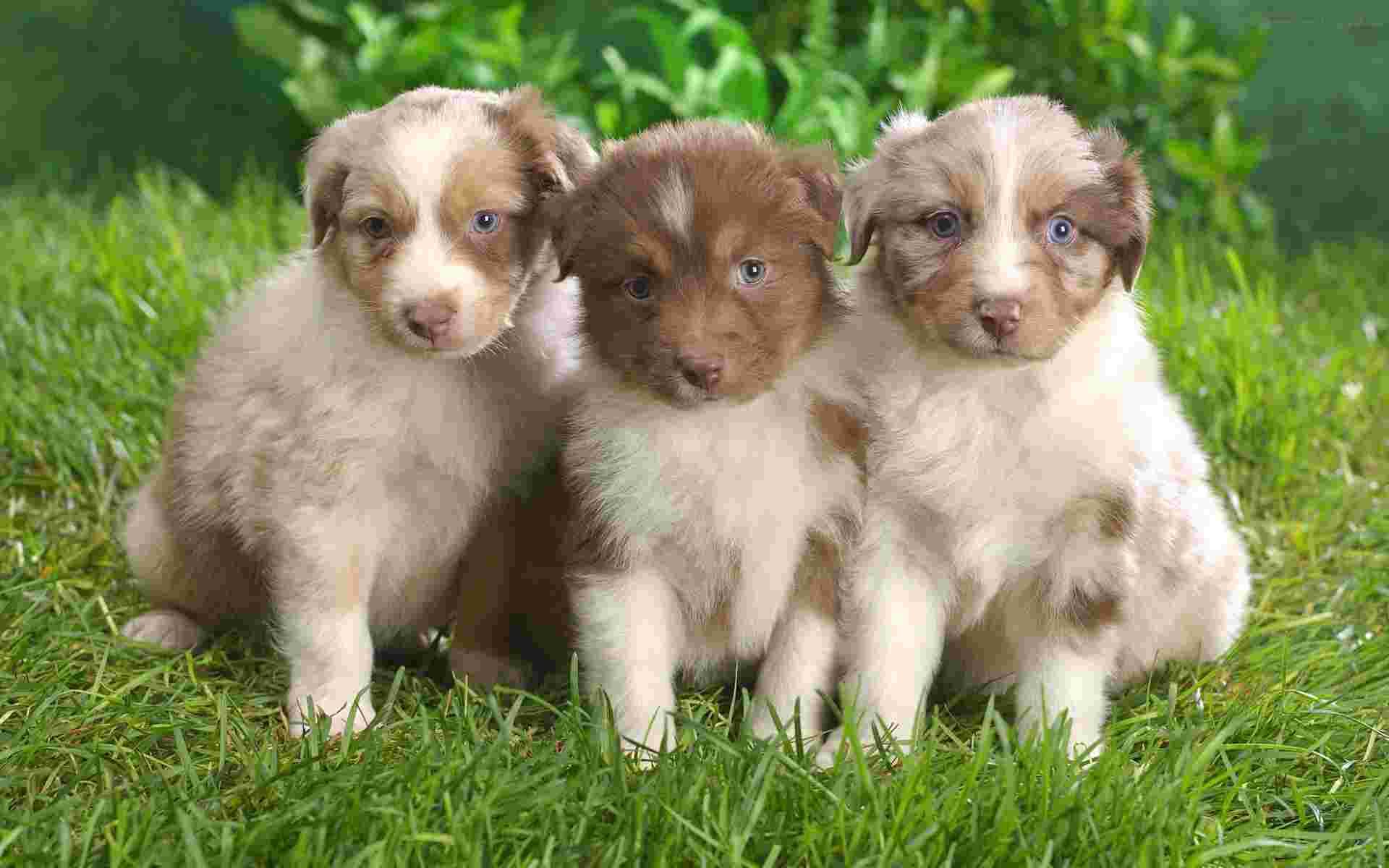 Australian Puppy Shepherd Beige , HD Wallpaper & Backgrounds