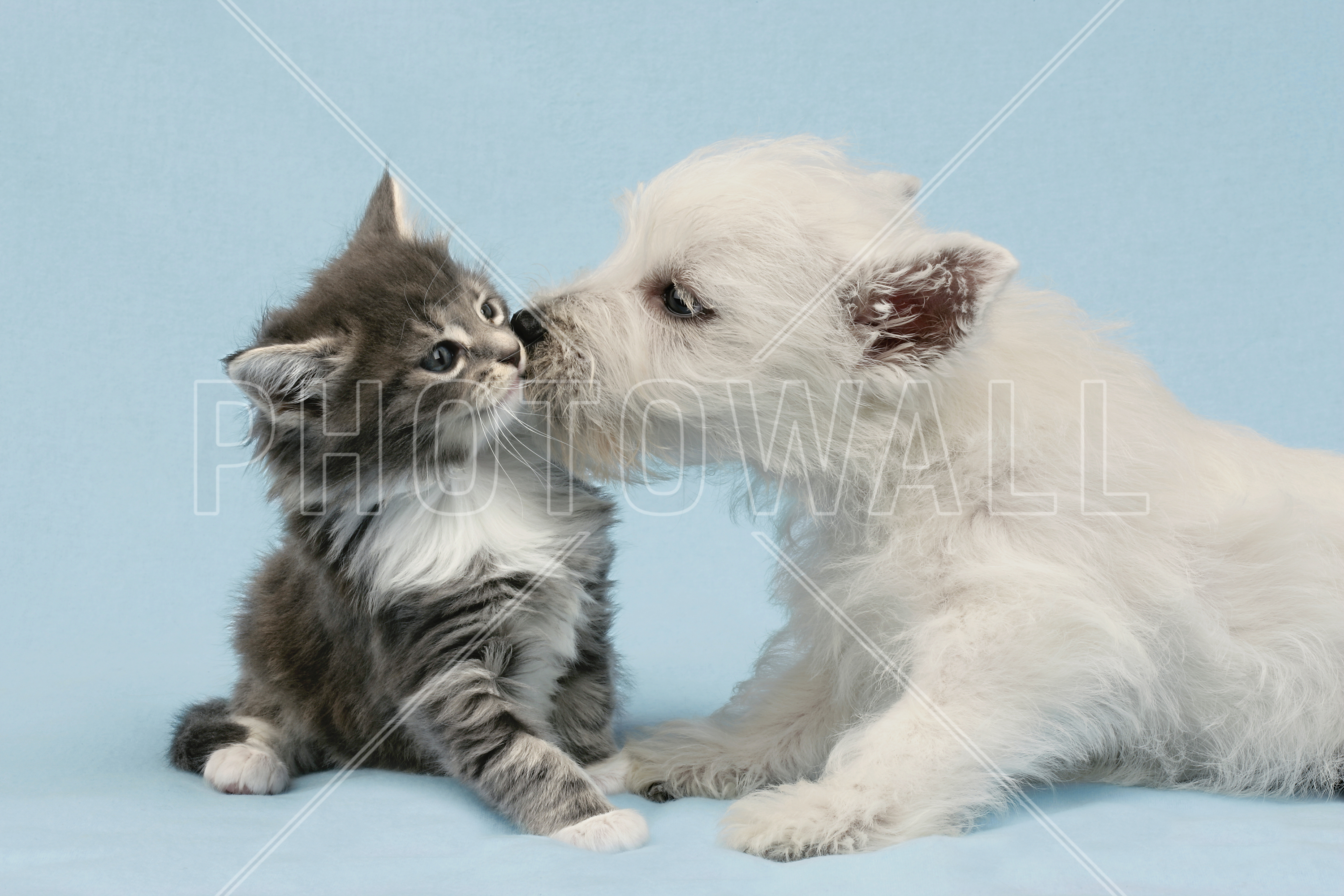 Dog Kissing Cat , HD Wallpaper & Backgrounds