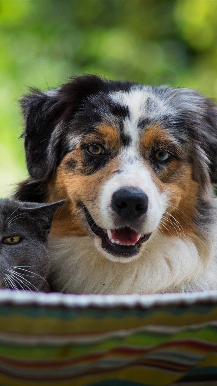 Iphone Wallpaper Dog And Cat, Hammock - Virginia Week For The Animals August 17-25, 2019! , HD Wallpaper & Backgrounds