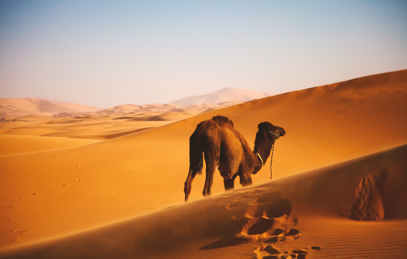 Photo Wallpaper Landscape, Wallpaper, Camel, Desert - Morocco Landscapes , HD Wallpaper & Backgrounds