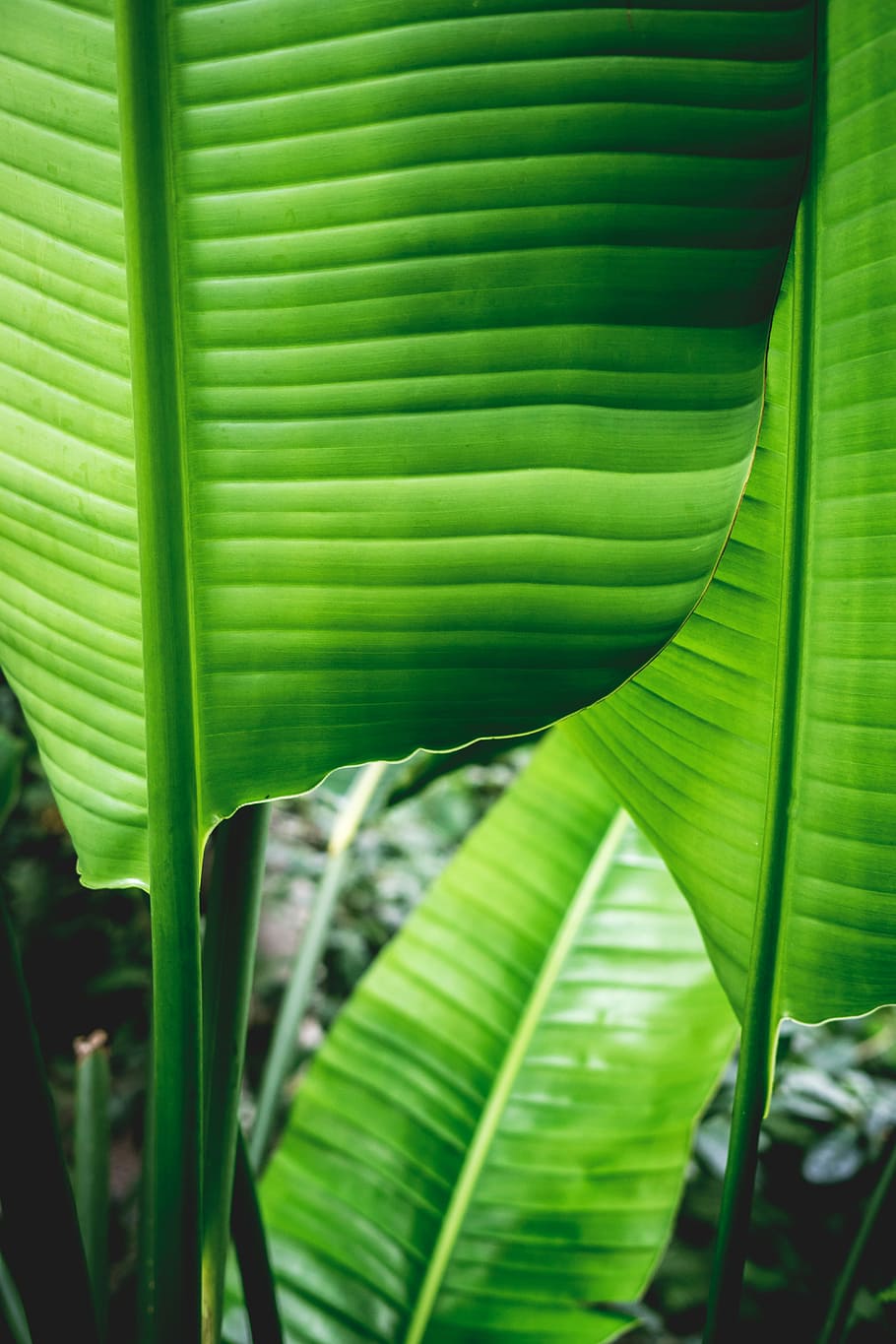 Selective Focus Photo Of Green Banana Leaves, Focus - Photography , HD Wallpaper & Backgrounds