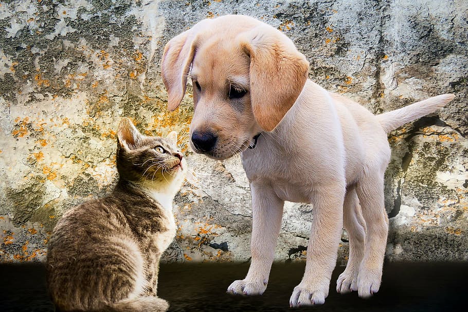 Yellow Labrador Retriever Puppy, Animals, Dog, Cat, - Both Cats And Dogs , HD Wallpaper & Backgrounds
