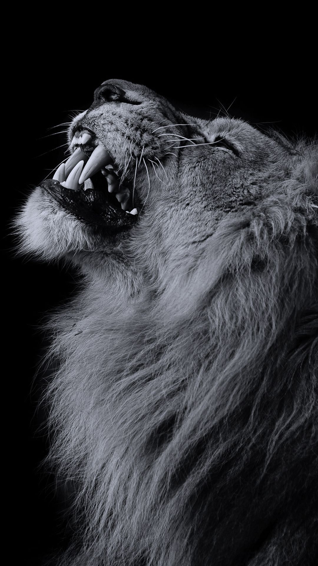 Lion Bkack And White , HD Wallpaper & Backgrounds