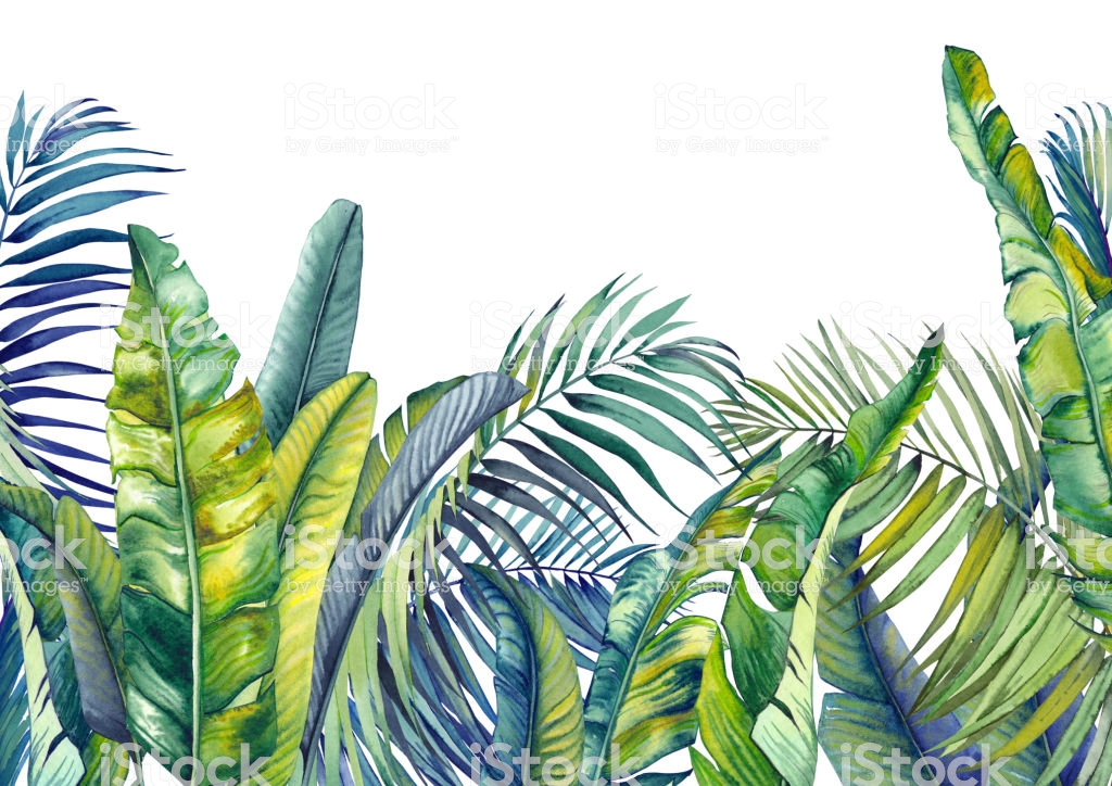 Tropical Palm And Banana Leaves - Fond Ecran Jungle , HD Wallpaper & Backgrounds