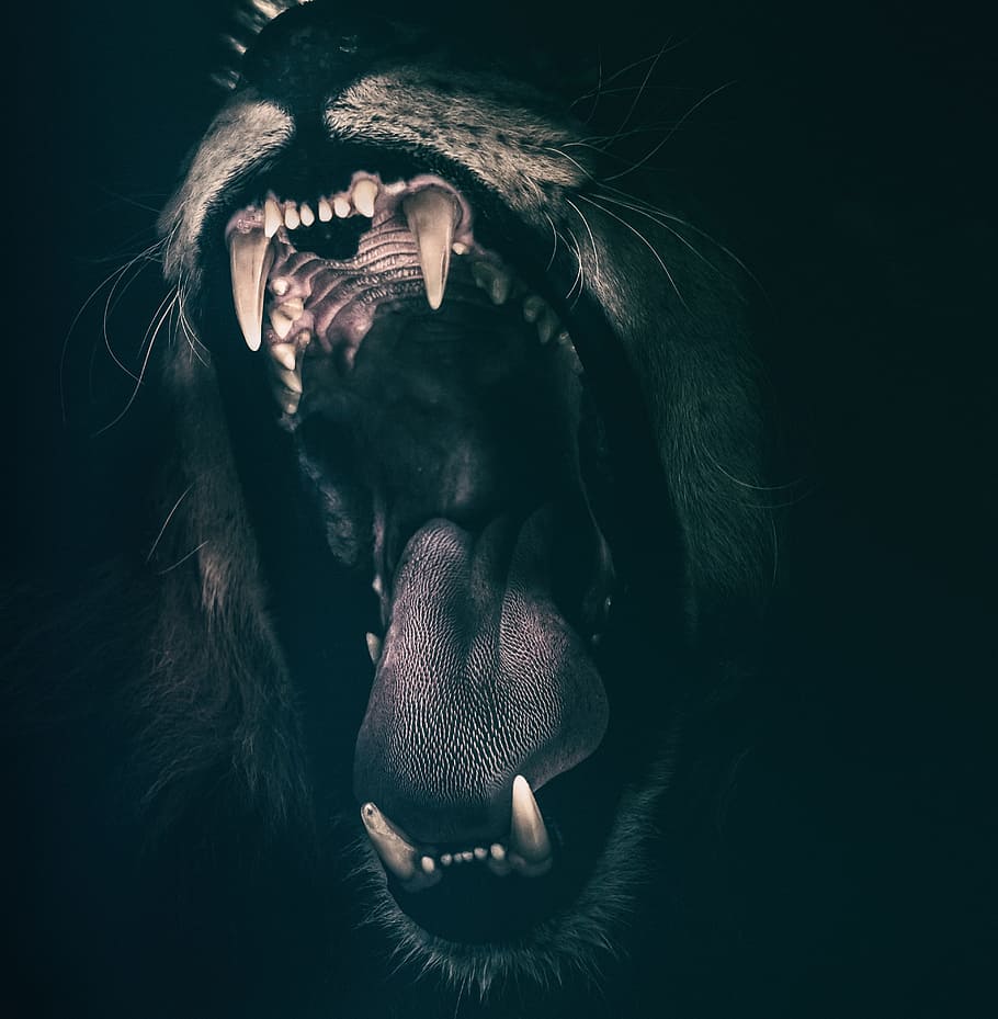 Brown And Black Lion Art, Teeth, Roar, Fear, Angry, - Roaring Black Lion , HD Wallpaper & Backgrounds
