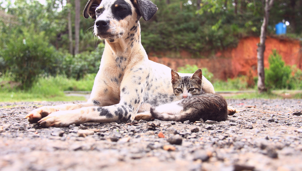 Dog, Cat, Friends Desktop Background - Paw , HD Wallpaper & Backgrounds