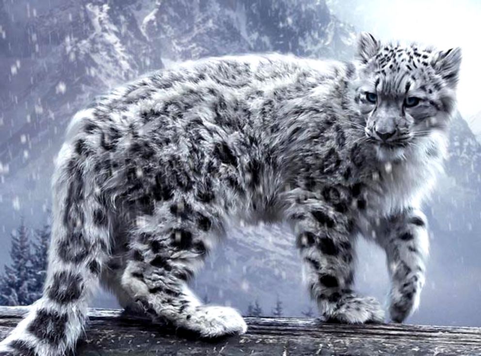 Cool Animal Wallpapers For Android Apk Download - Beautiful Snow Leopard , HD Wallpaper & Backgrounds