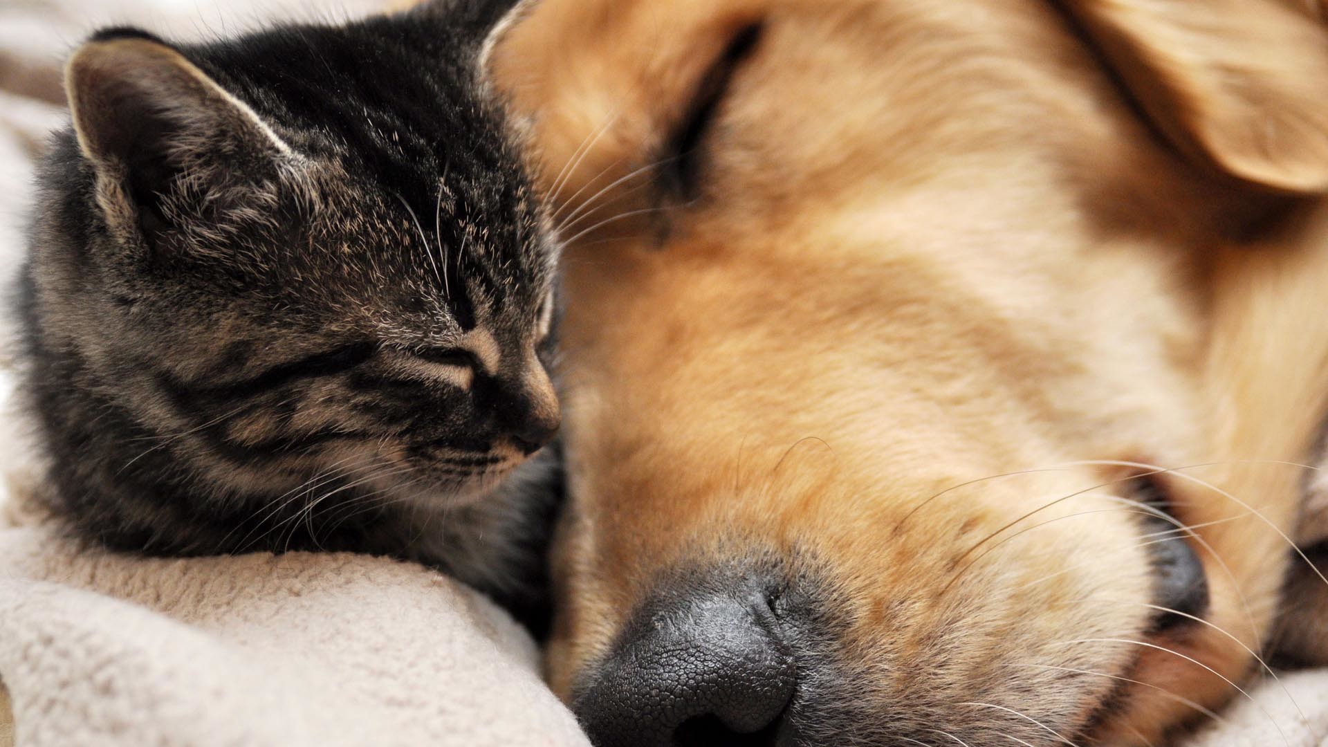 Cats Dogs Wallpaper Desktop - Cat And Dog Hug , HD Wallpaper & Backgrounds
