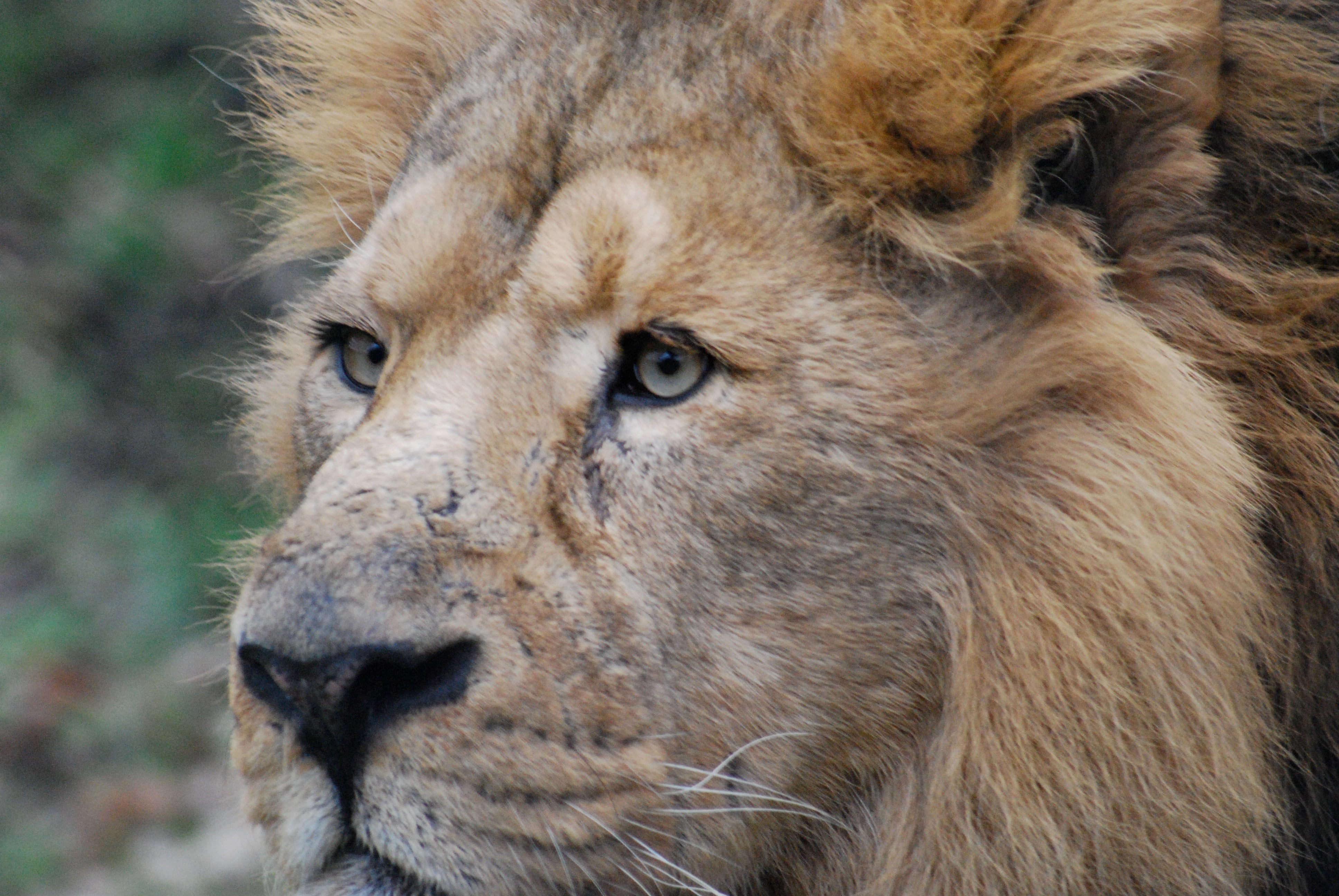 Masai Lion , HD Wallpaper & Backgrounds