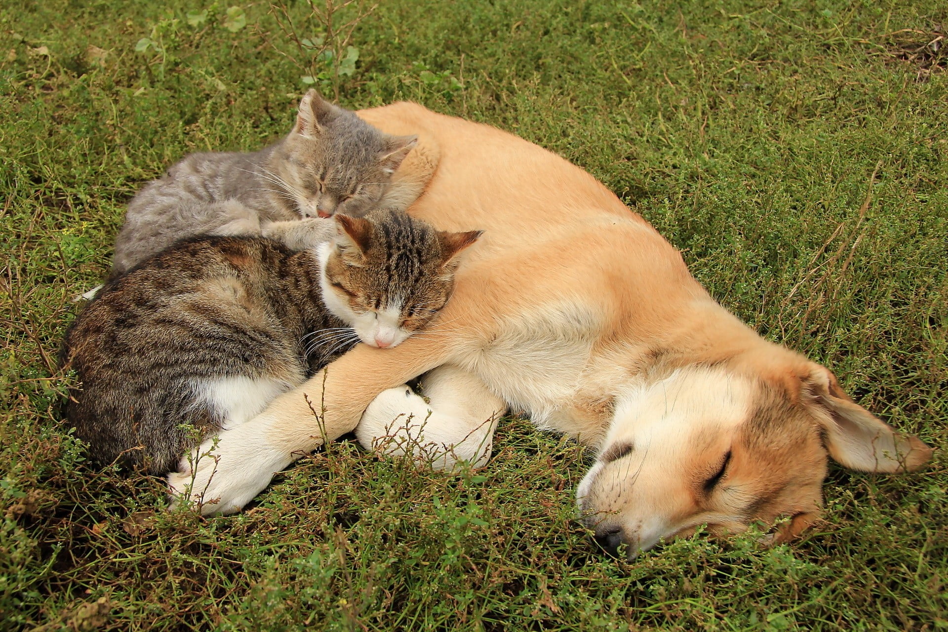 Dog And Two Cats , HD Wallpaper & Backgrounds