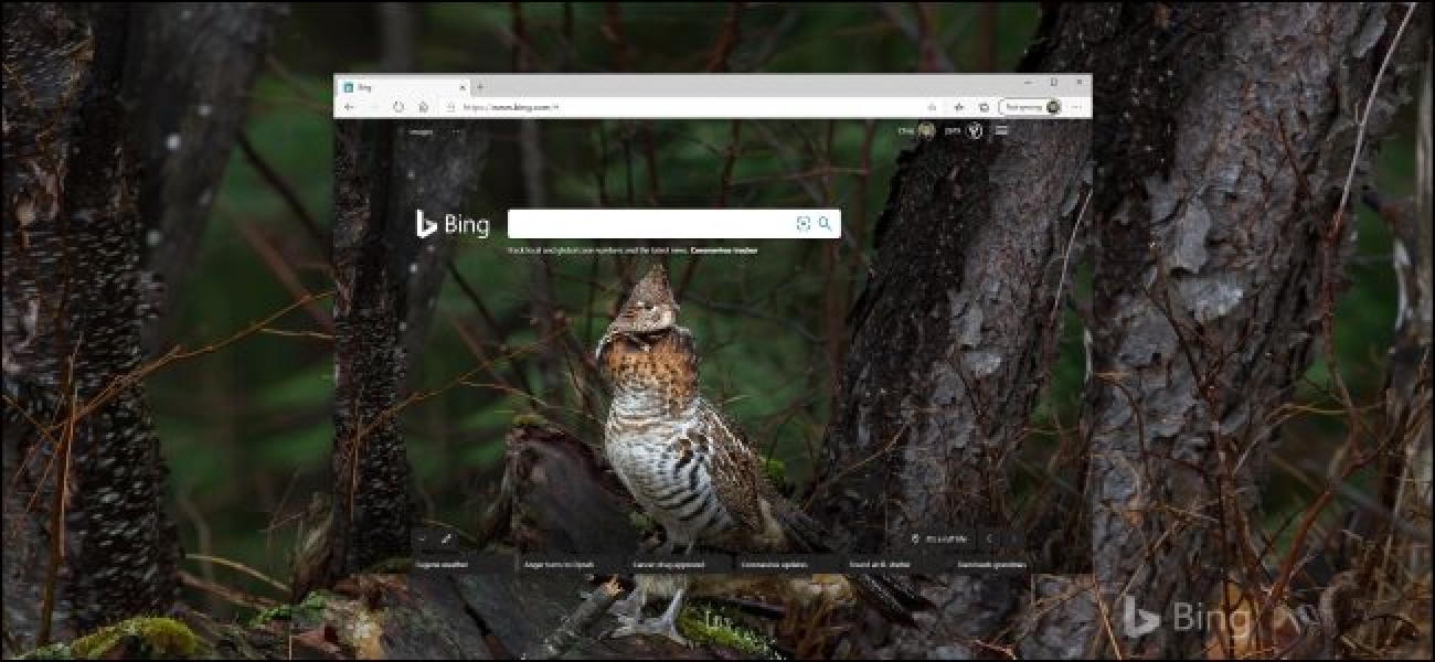 Bing S Daily Background In A Browser And The Windows - Ruffed Grouse Algonquin Park , HD Wallpaper & Backgrounds