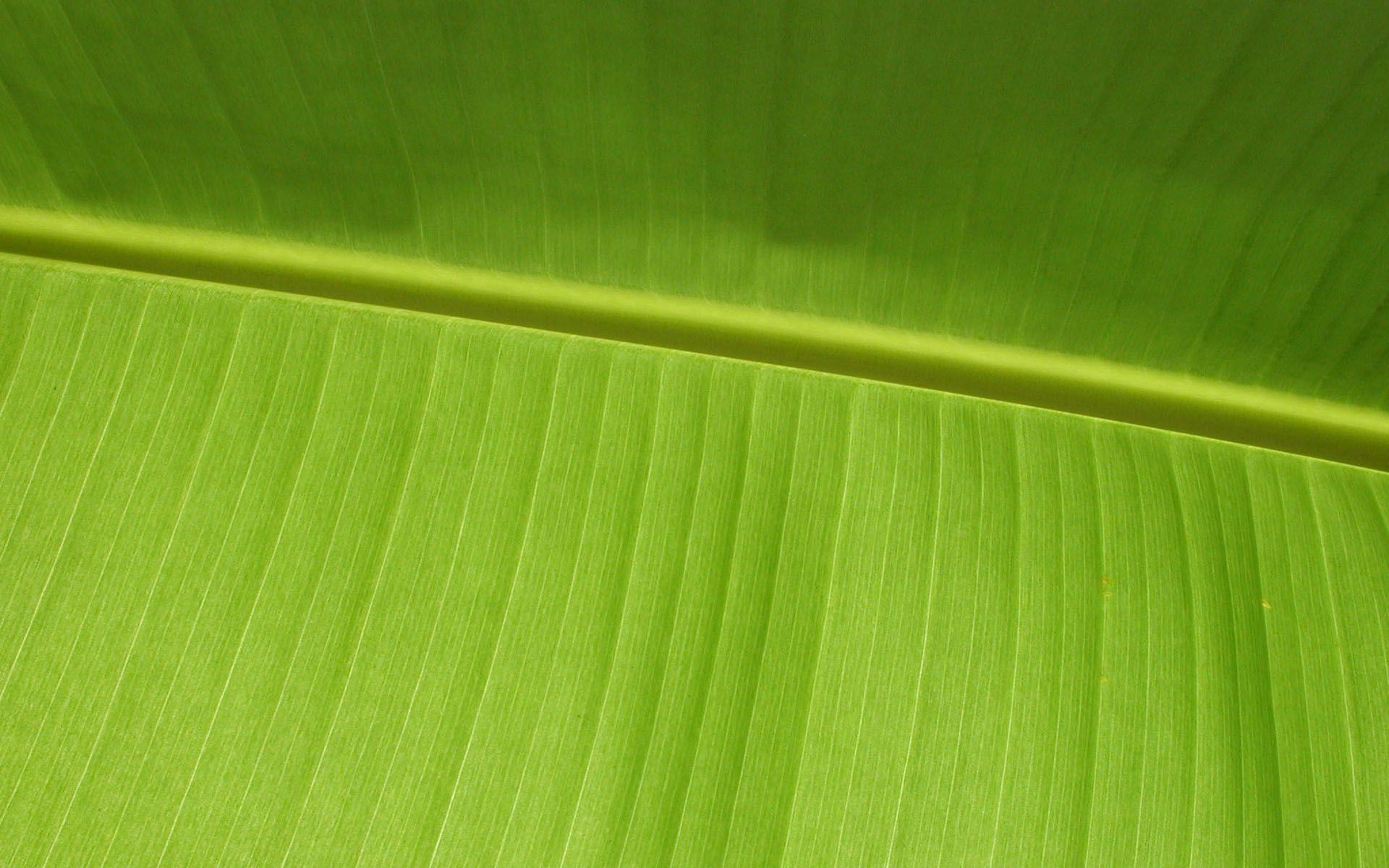 Palm Leaf Wallpaper - Windows Leaf Background , HD Wallpaper & Backgrounds