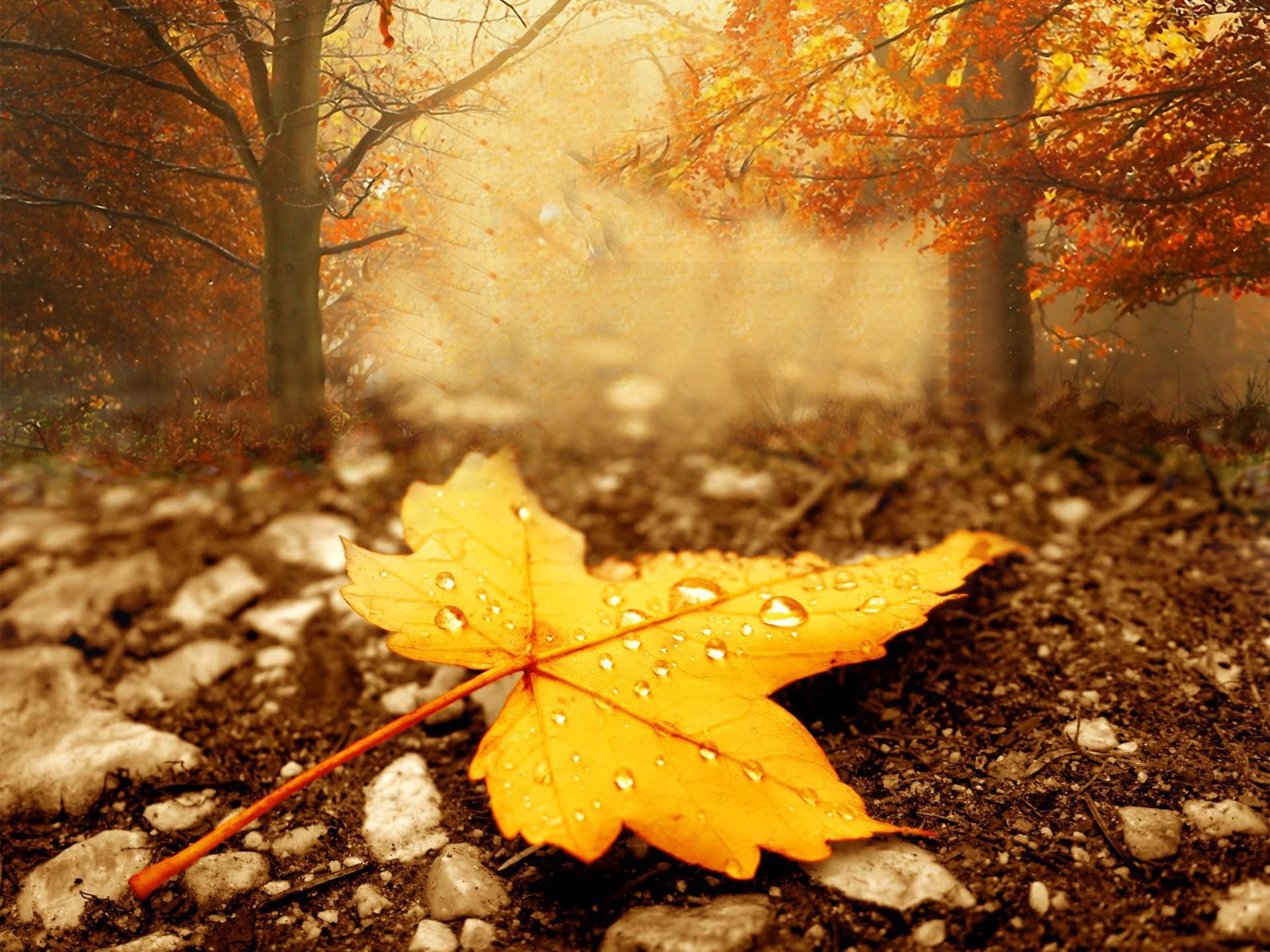 Fall Season Wallpaper Images 
 Data-src /full/1455987 - Autumn Wallpaper Seasons , HD Wallpaper & Backgrounds