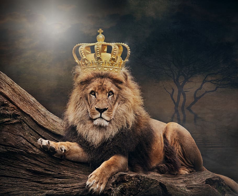 King, Lion, The Lion King, Crown, Animal World, Art, - King Lion , HD Wallpaper & Backgrounds