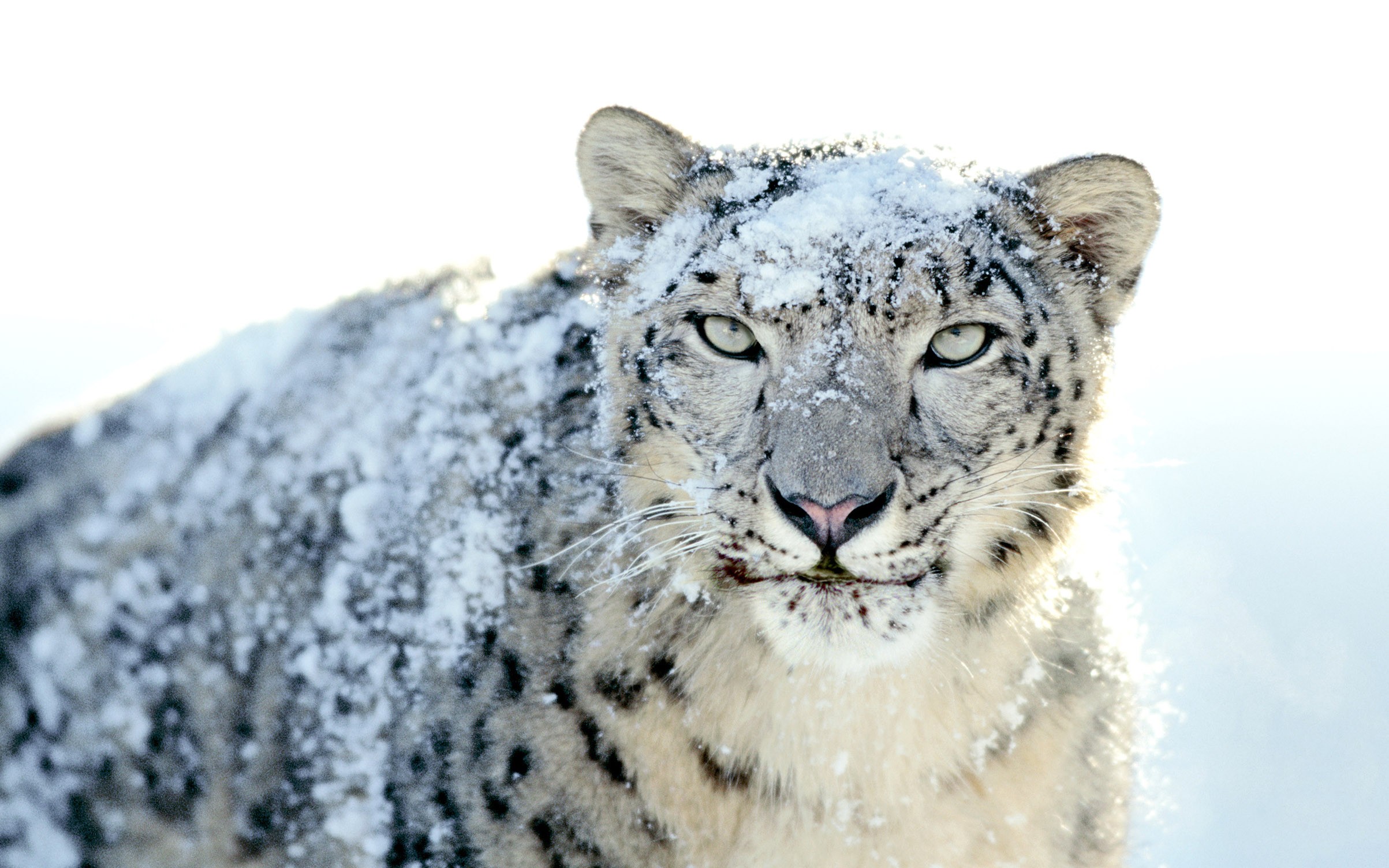 Snow Leopard Pet , HD Wallpaper & Backgrounds