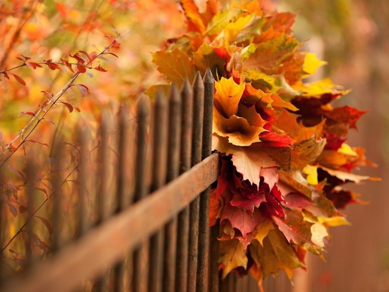 Autumn Season Wallpaper - Season Wallpaper Fall , HD Wallpaper & Backgrounds