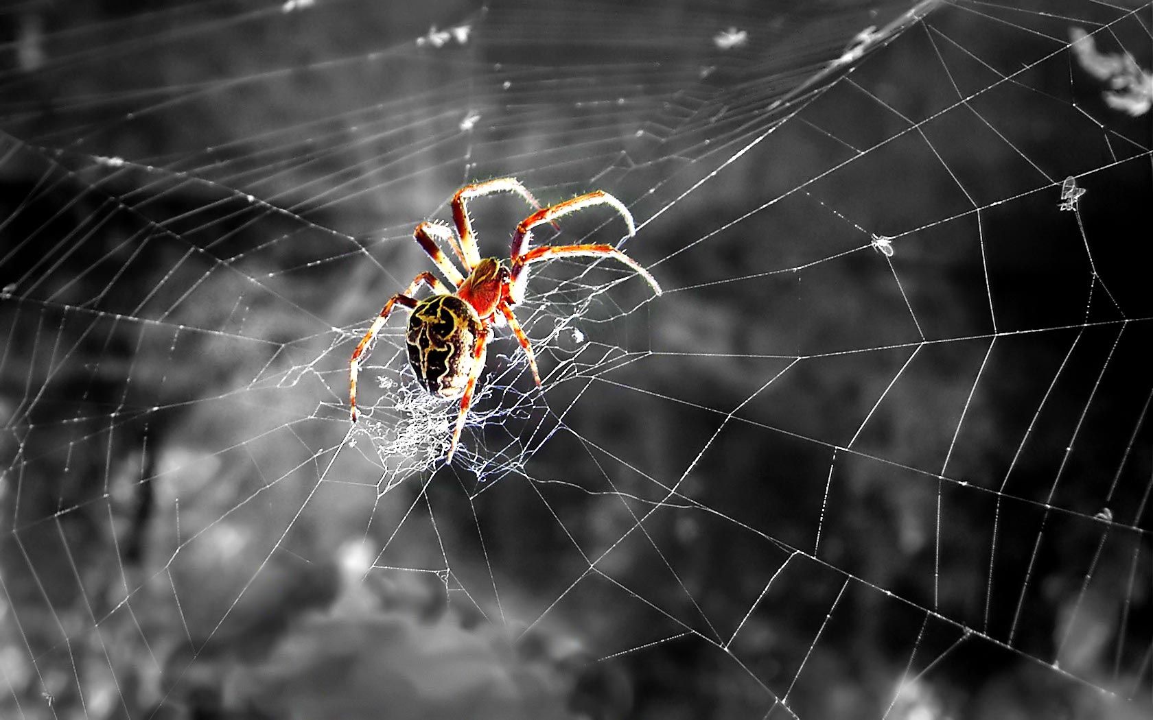 Spider Wallpaper Hd , HD Wallpaper & Backgrounds