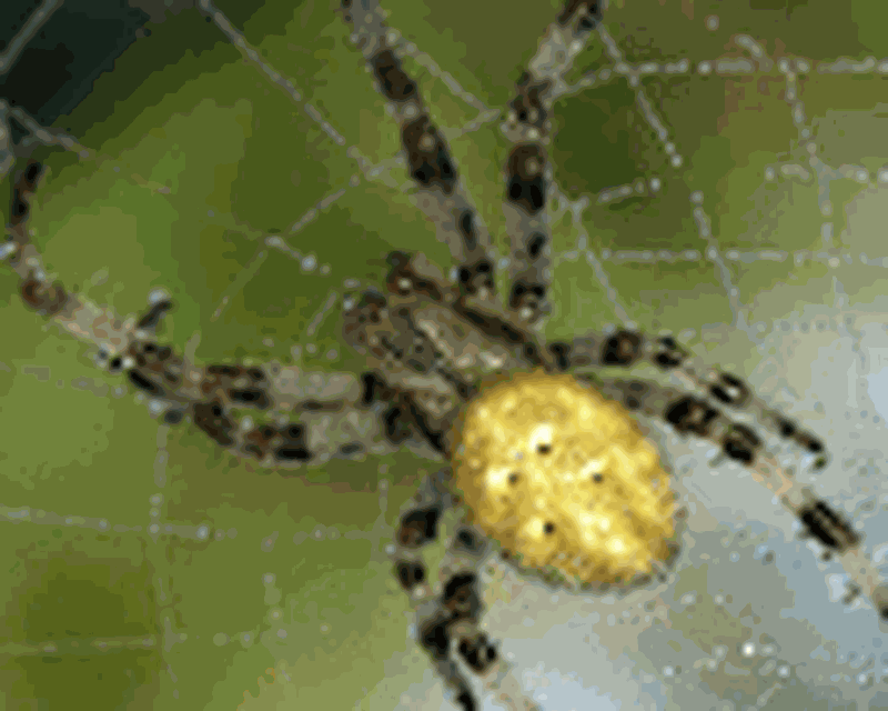 Spider , HD Wallpaper & Backgrounds