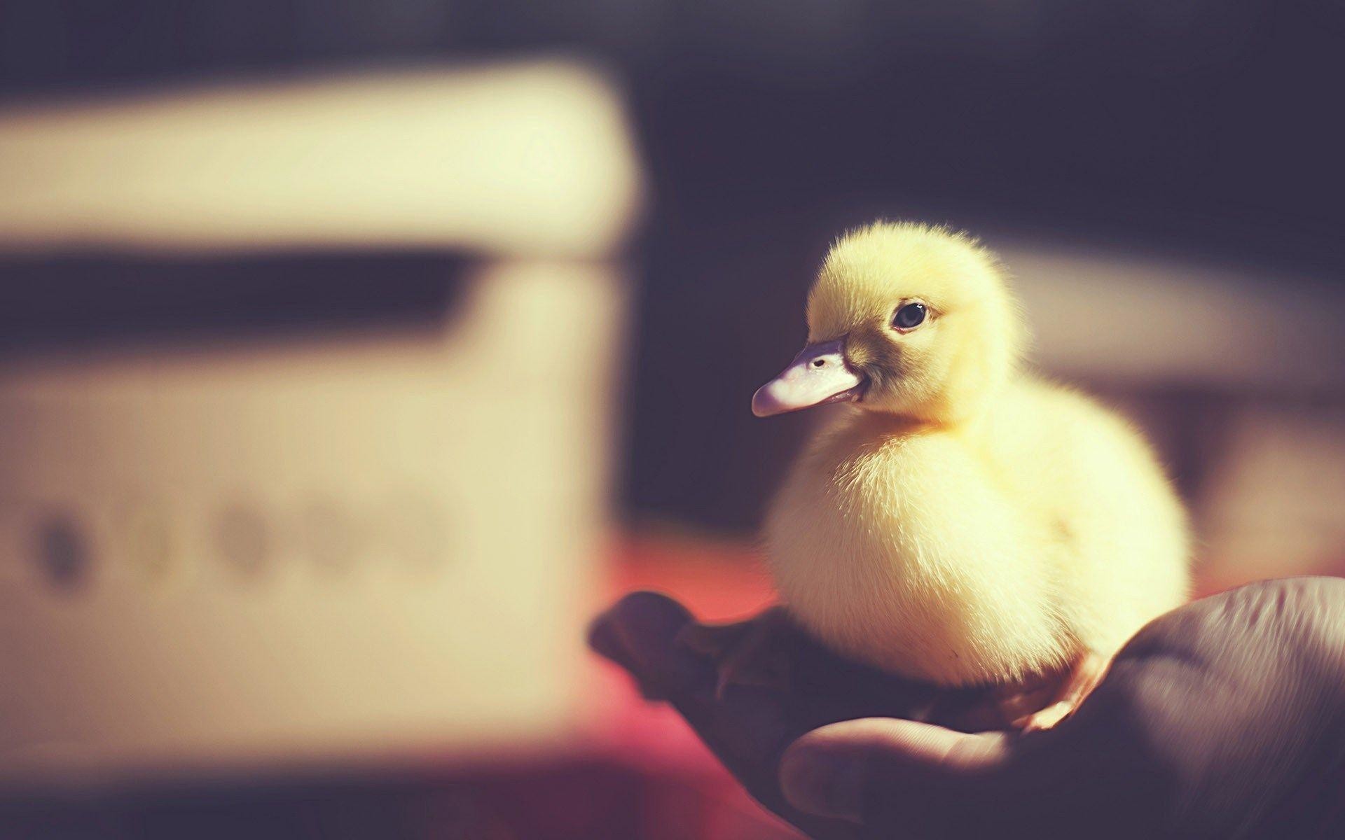 1920x1200, Bird Baby Duck Photo Hd Wallpaper - Duck Wallpaper Hd , HD Wallpaper & Backgrounds