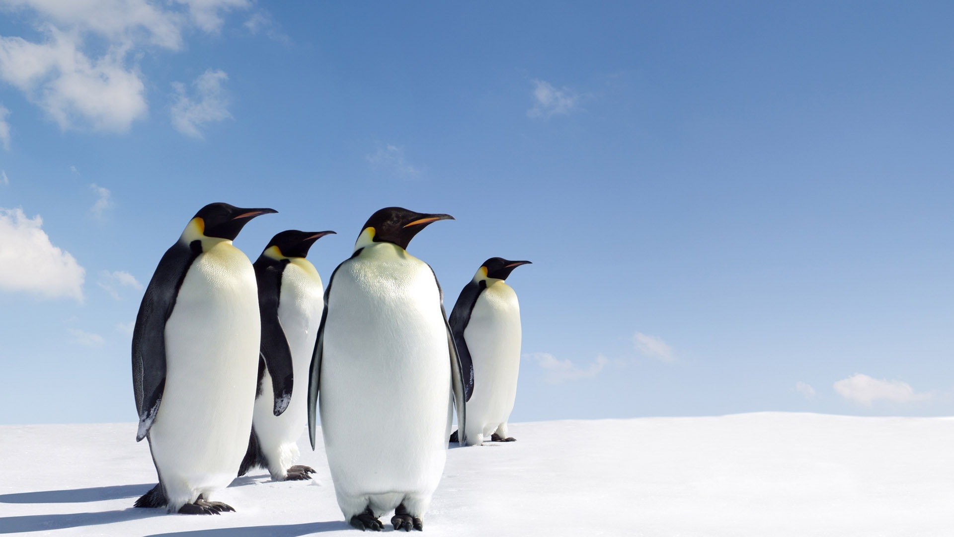 Penguin Wallpapers - Penguin Wallpaper Hd , HD Wallpaper & Backgrounds