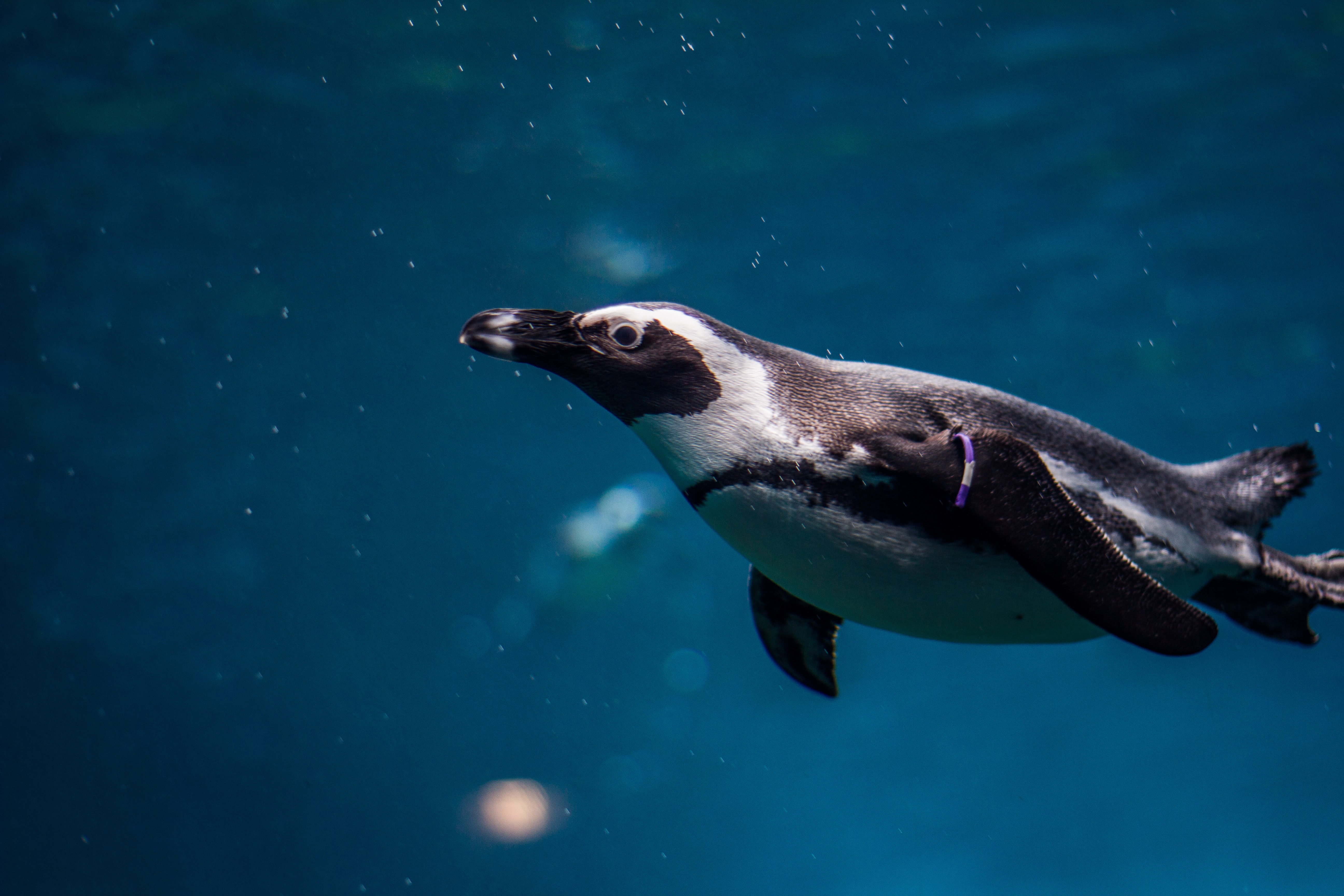 Underwater Penguin , HD Wallpaper & Backgrounds