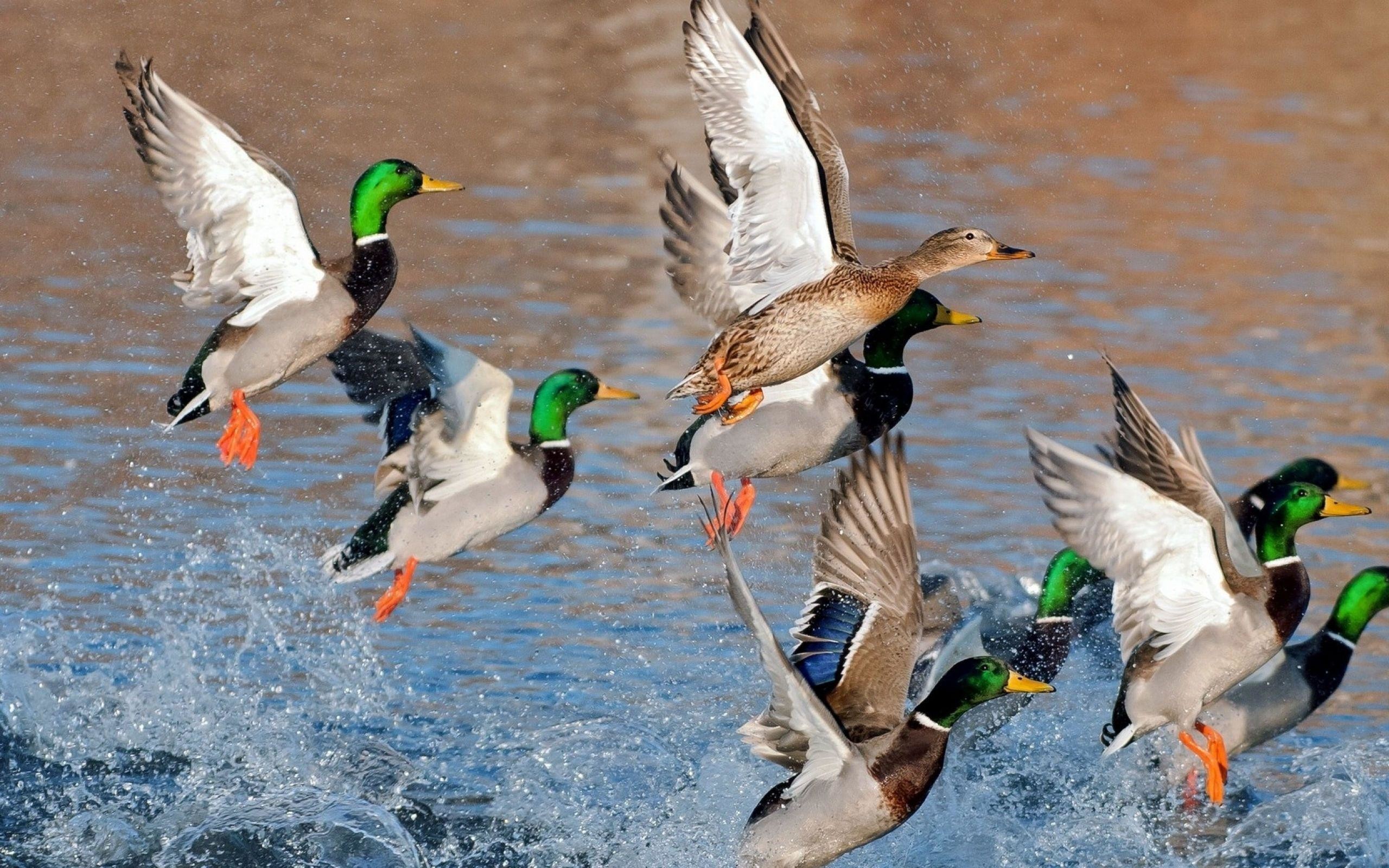 2560x1600, Mallard Duck Wallpaper - Ducks Flying , HD Wallpaper & Backgrounds