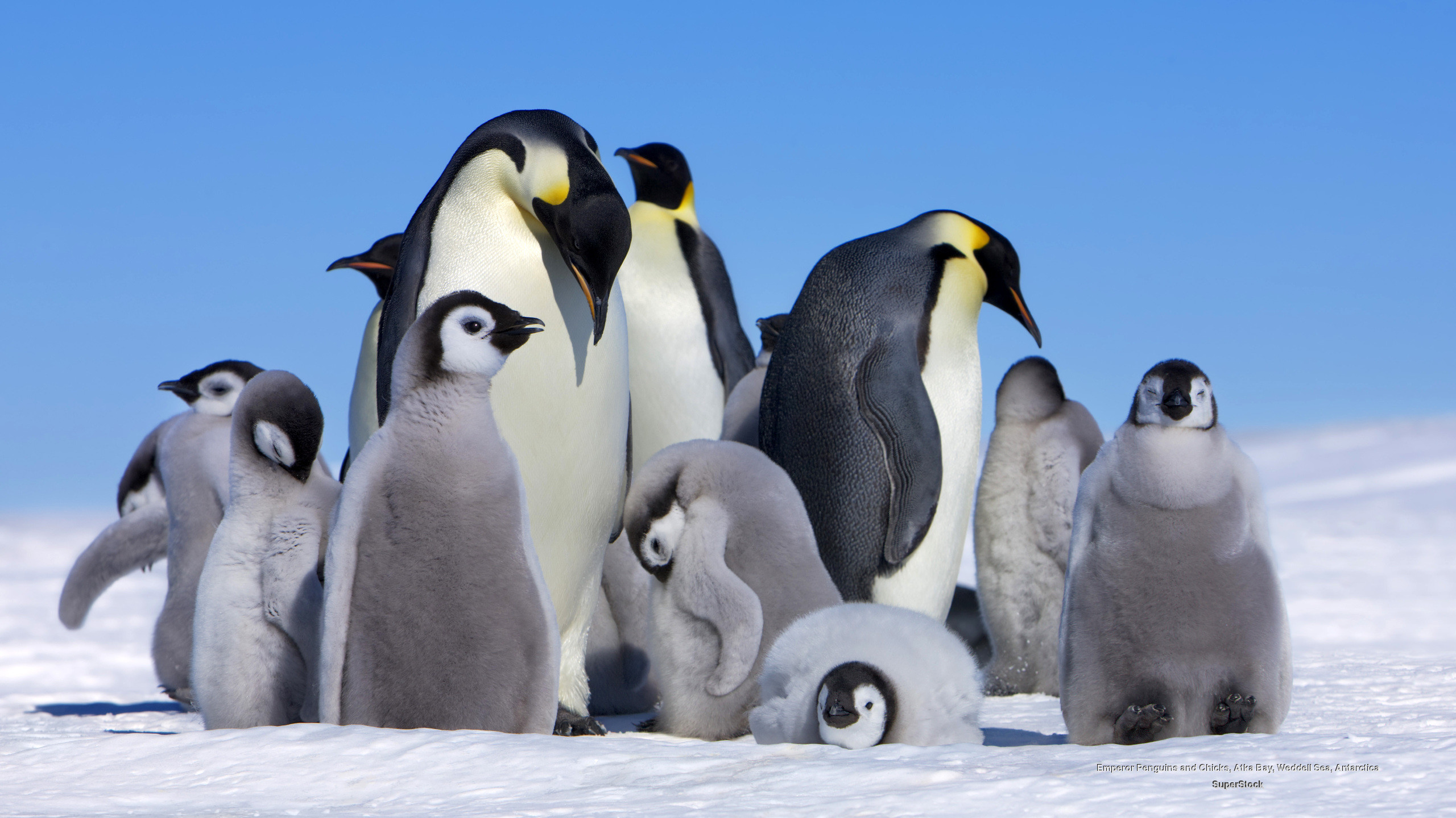Desktop Background Penguin - Penguin Background , HD Wallpaper & Backgrounds