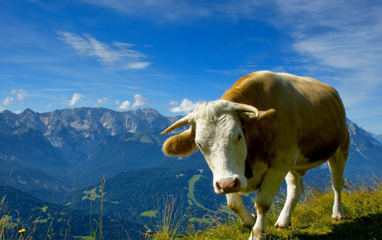 Cow Wallpapers - Beautiful Cow , HD Wallpaper & Backgrounds