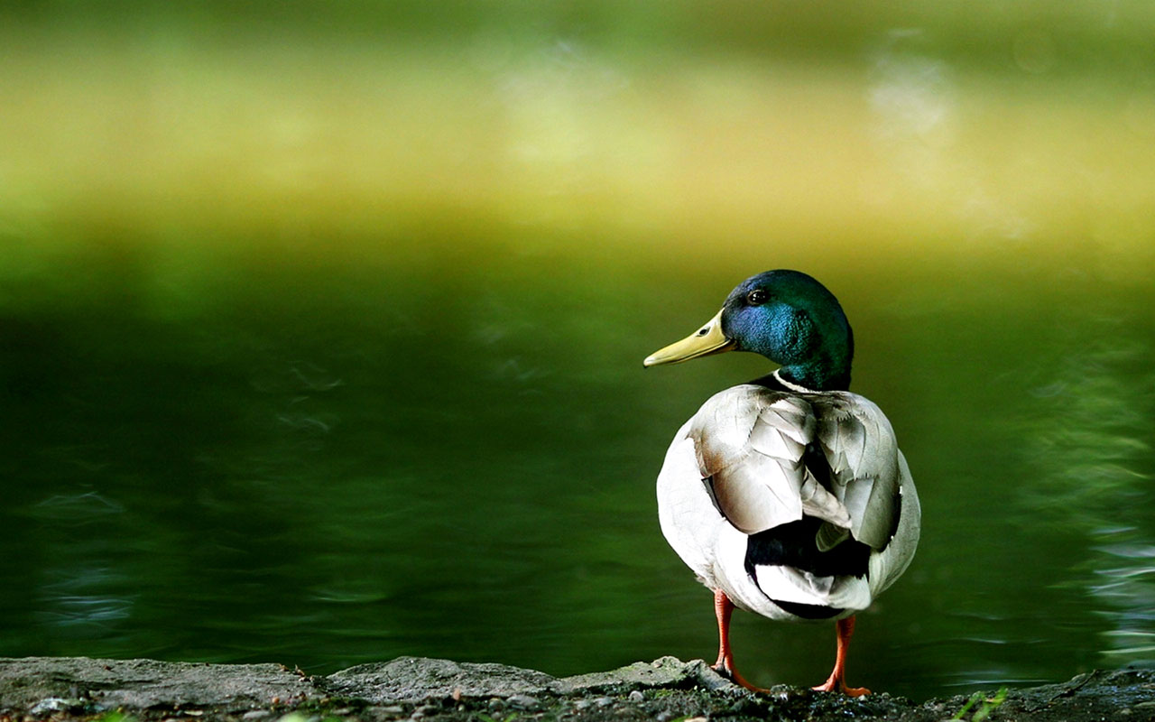 Duck Wallpaper - Duck , HD Wallpaper & Backgrounds