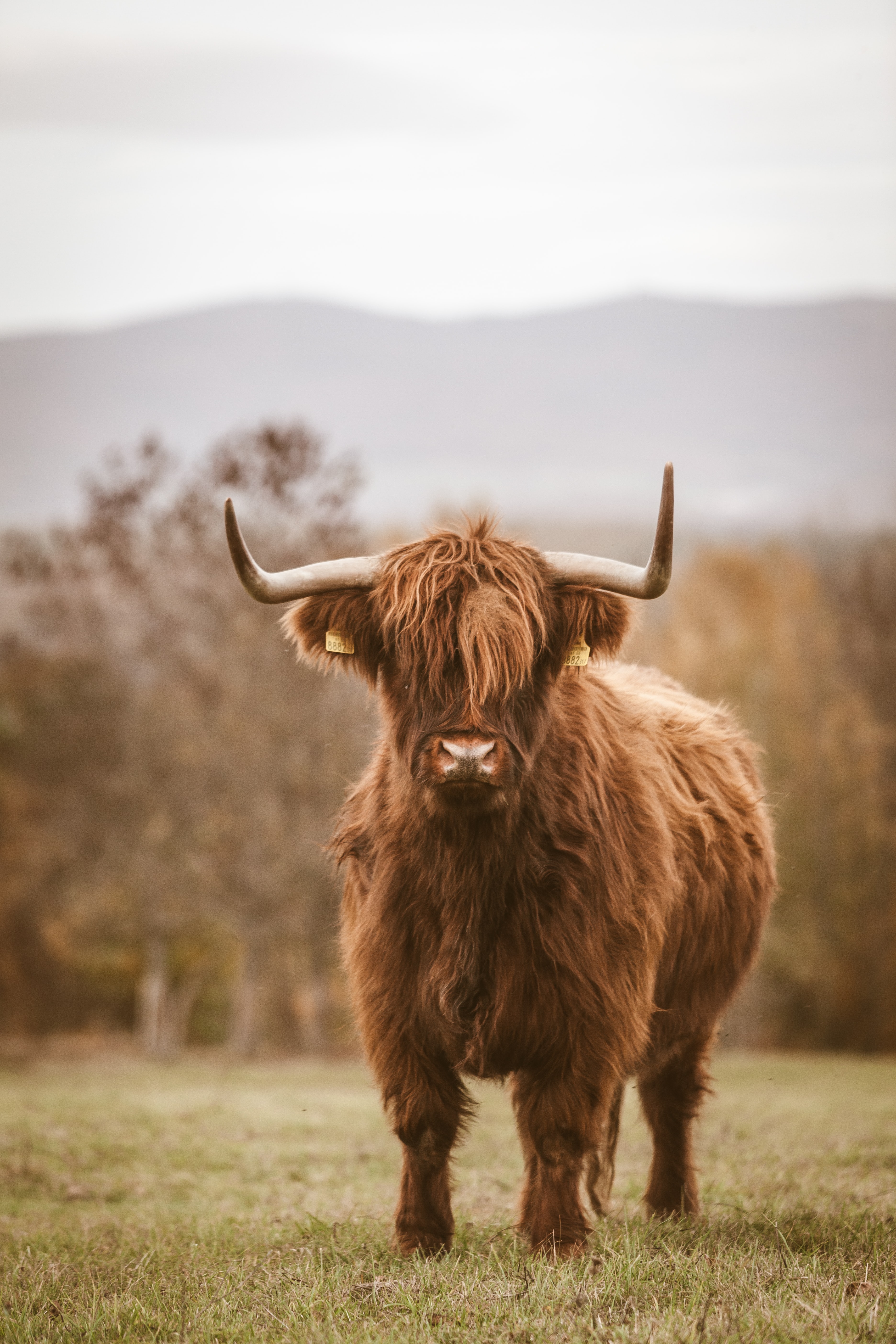 Iphone Highland Cow Background , HD Wallpaper & Backgrounds