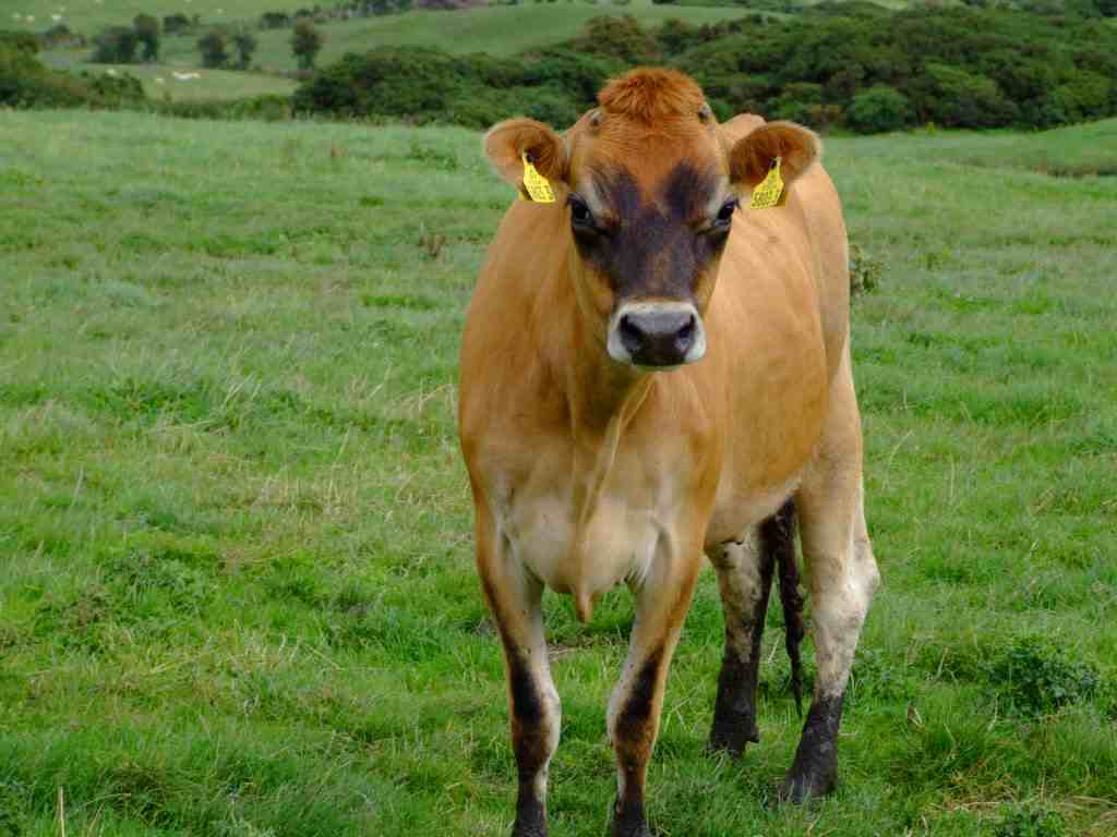 Cow Wallpaper - Jersey Cow , HD Wallpaper & Backgrounds