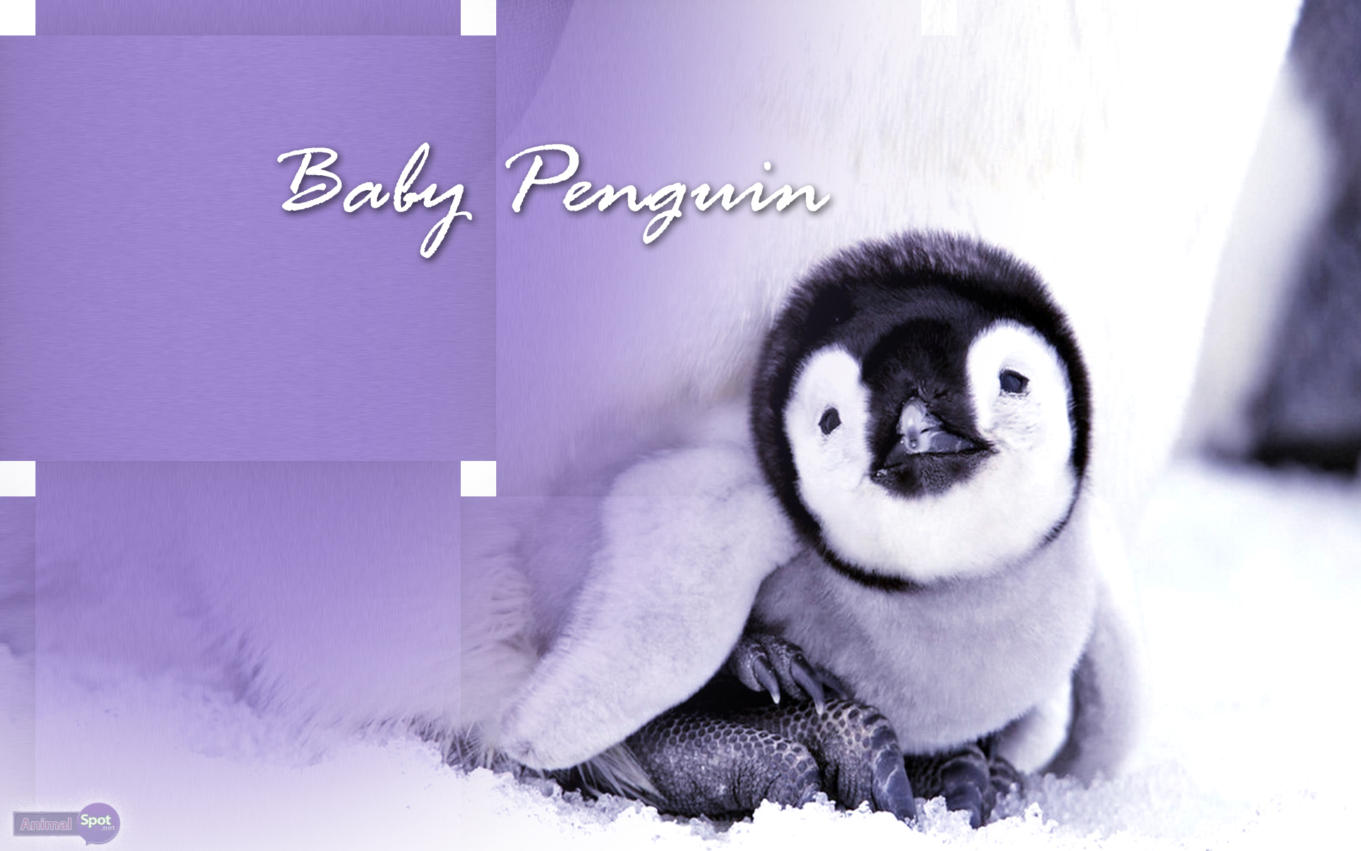 Cute Penguin Wallpaper Penguin , HD Wallpaper & Backgrounds